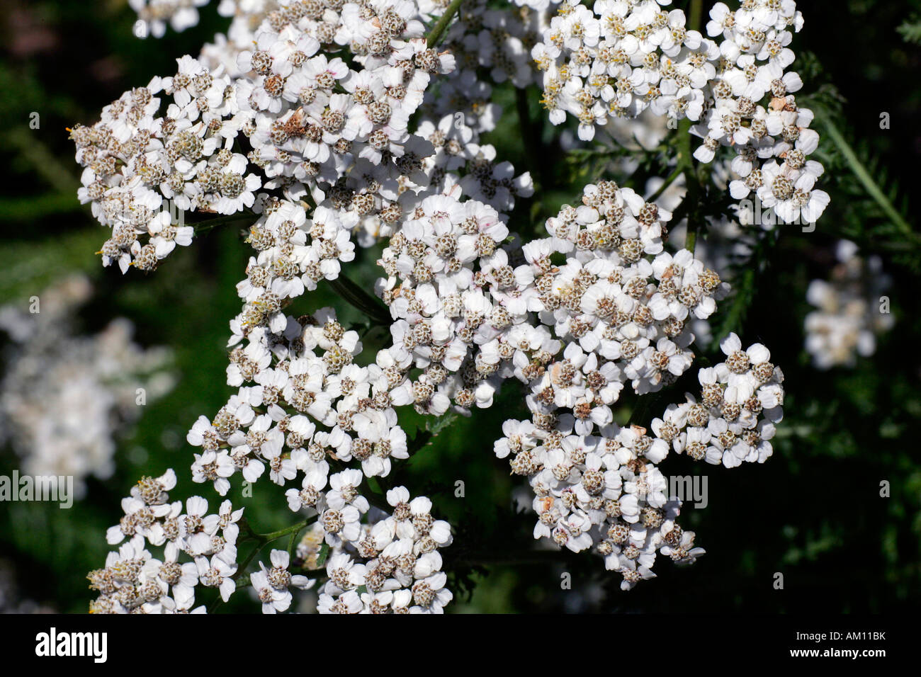 Flowering common yarrow - medicinal plant (Achillea millefolium ssp. millefolium) Stock Photo