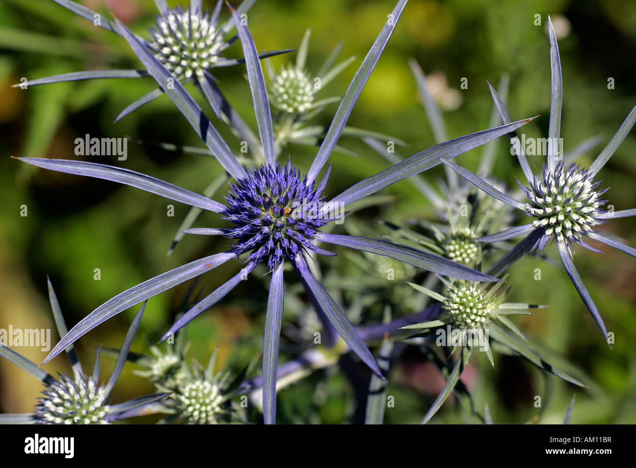Flowering amethyst eryngium (Eryngium amethystinum Stock Photo Alamy