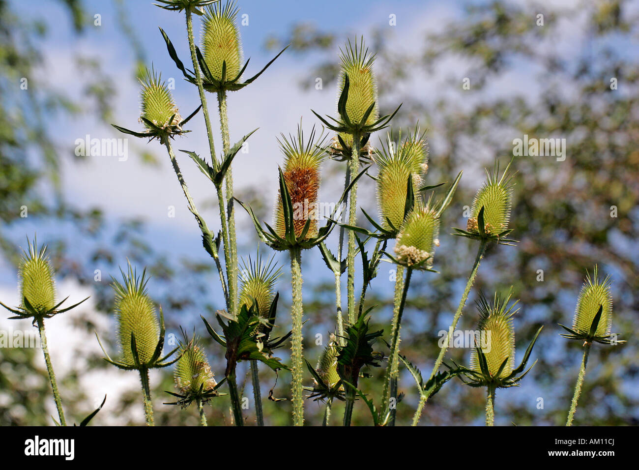 Common teasel (Dipsacus sylvestris) (Dipsacus fullonum) Stock Photo
