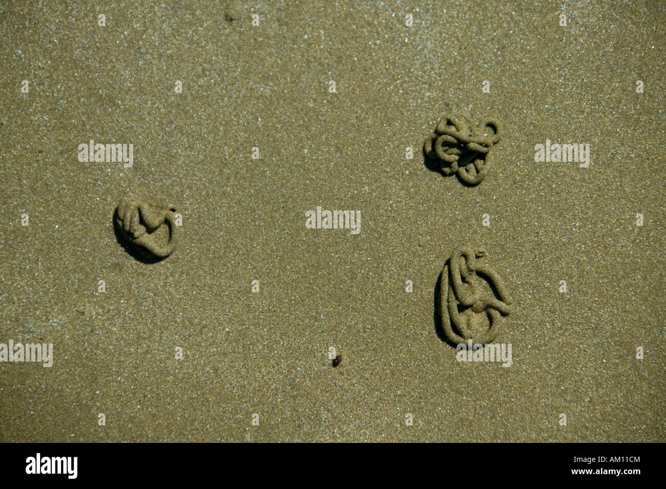 Lugworms (Arenicola marina Stock Photo Alamy