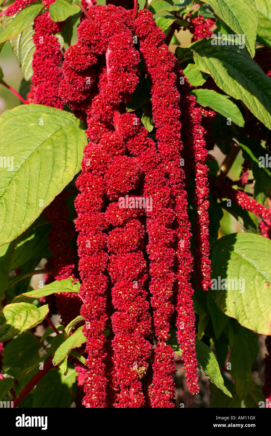 Flowering love lies bleeding (Amaranthus caudatus) Stock Photo