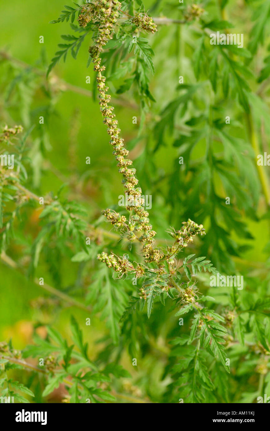 Common Ragweed, Ambrosia artemisiifolia Stock Photo