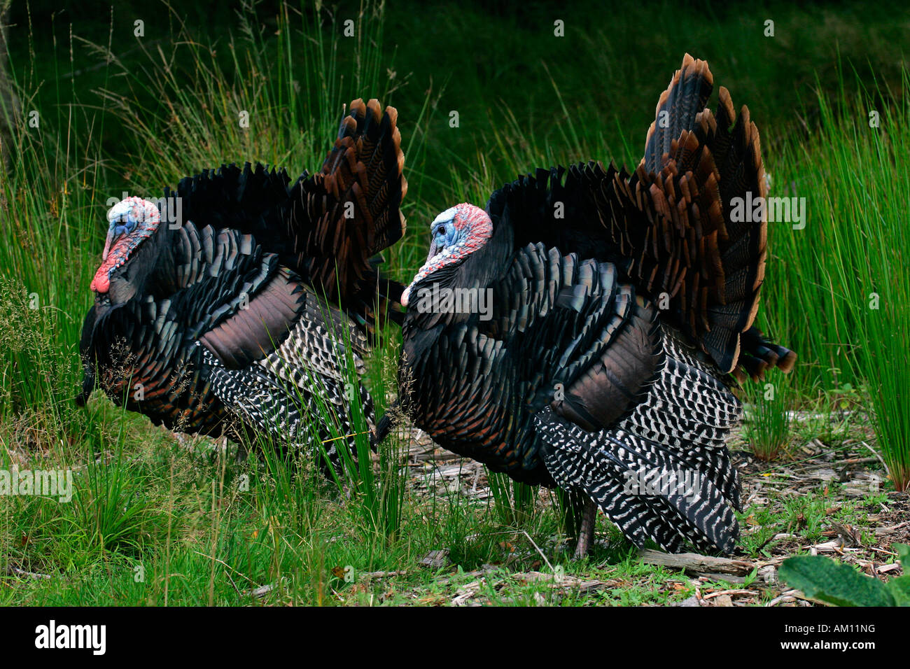 Turkeys Common Turkeys Mating Turkey Cocks Courtship Male Meleagris Gallopavo Stock 