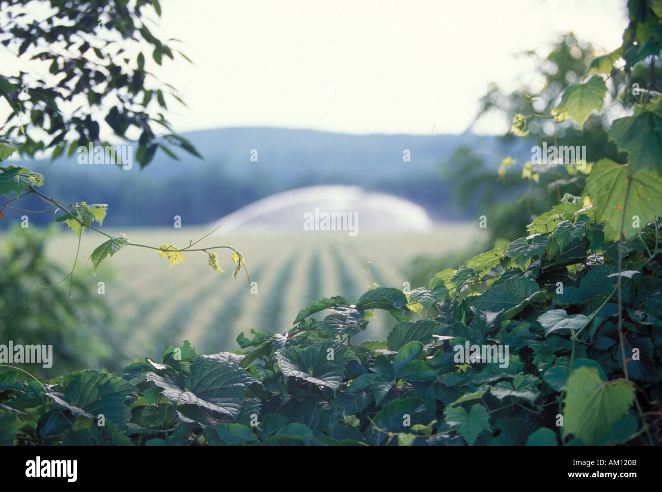 Crops Being Watered Stock Photo