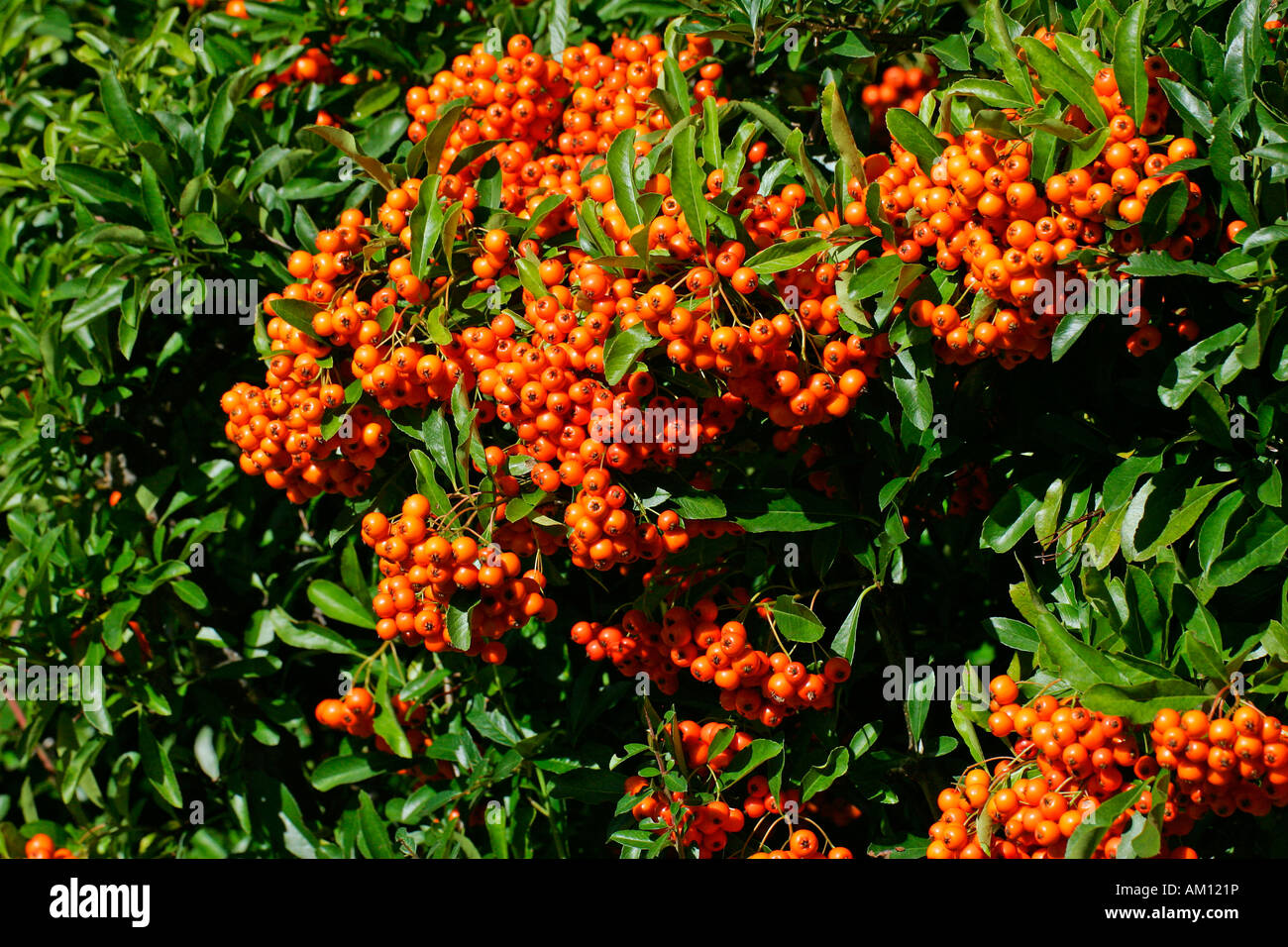 Firethorn cultivar Orange Glow - pyracanth - evergreen thorn (Pyracantha hybrid Orange Glow) Stock Photo