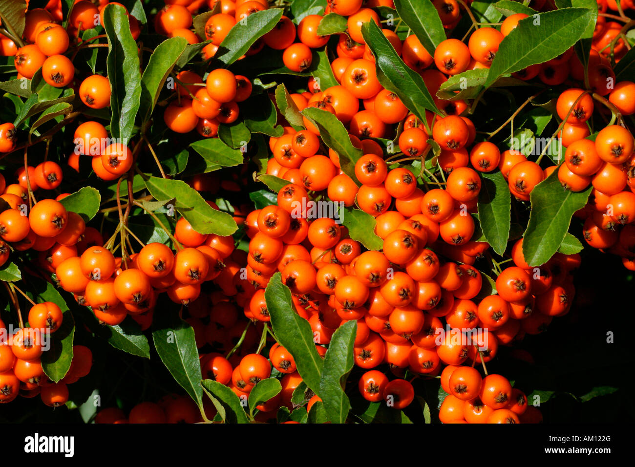 Firethorn cultivar Orange Glow - pyracanth - evergreen thorn (Pyracantha hybrid Orange Glow) Stock Photo