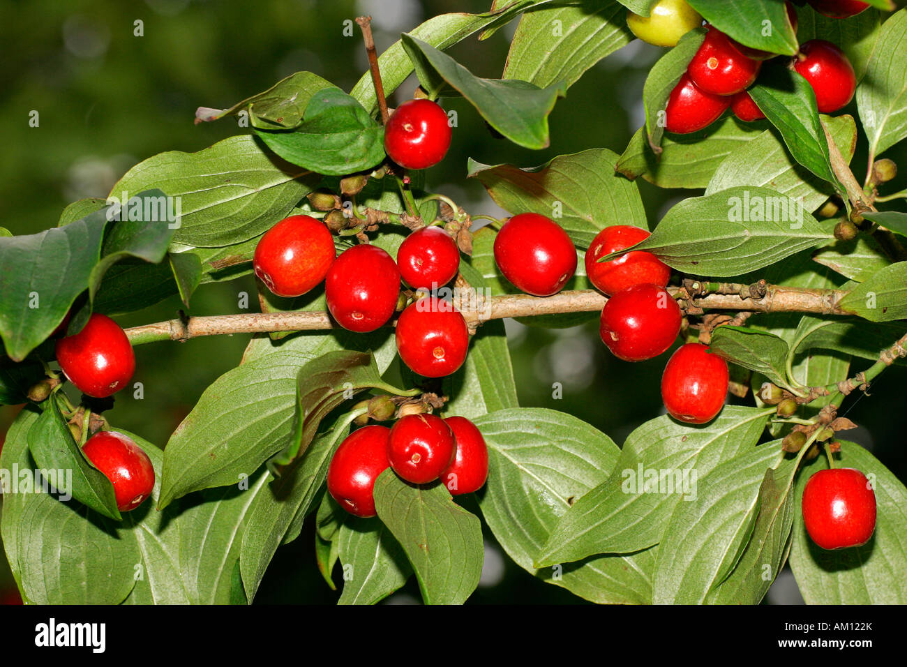 Cornelian cherry - branch with berries - fruits (Cornus mas) Stock Photo