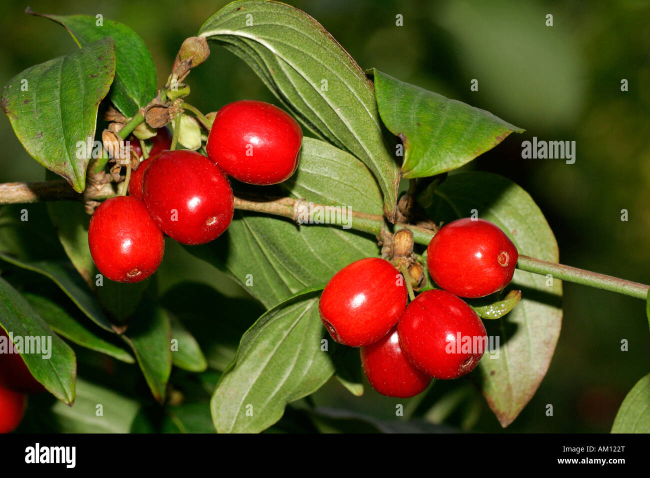 Cornelian cherry - branch with berries - fruits (Cornus mas) Stock Photo