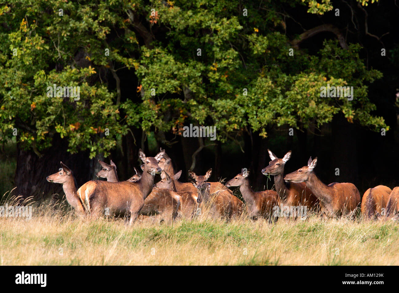 Watchful female red deers during the rut - pride of hinds at the border of a wood (Cervus elaphus) Stock Photo