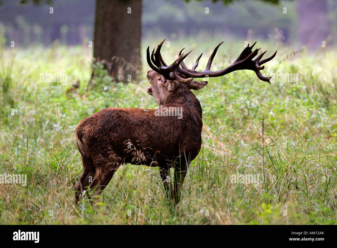 Belling red stag during the rut - red deer in heat - male (Cervus elaphus) Stock Photo