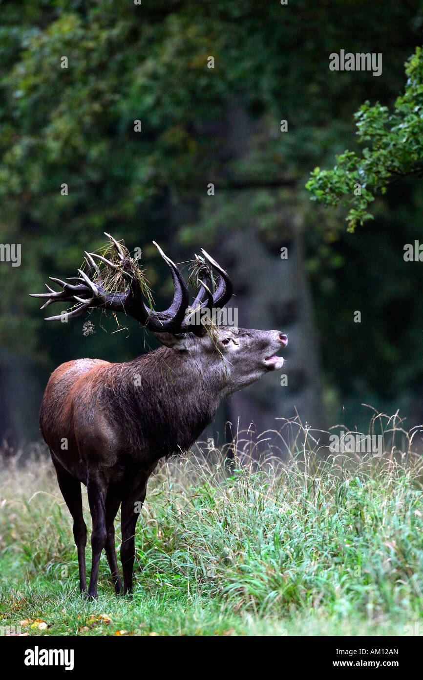 Belling red stag during the rut - red deer in heat - male (Cervus elaphus) Stock Photo