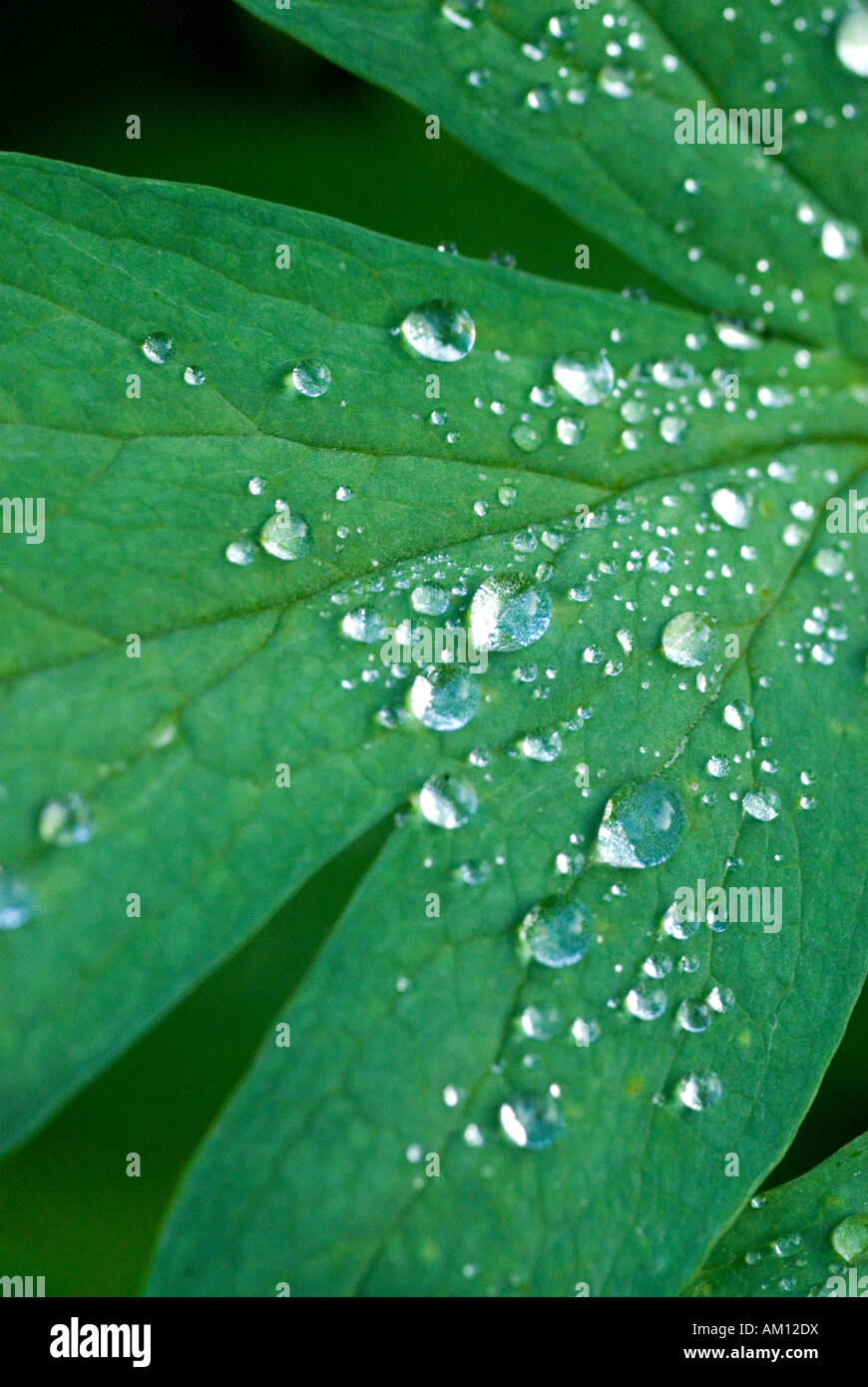 Droplets water on green leaf hi-res stock photography and images - Alamy