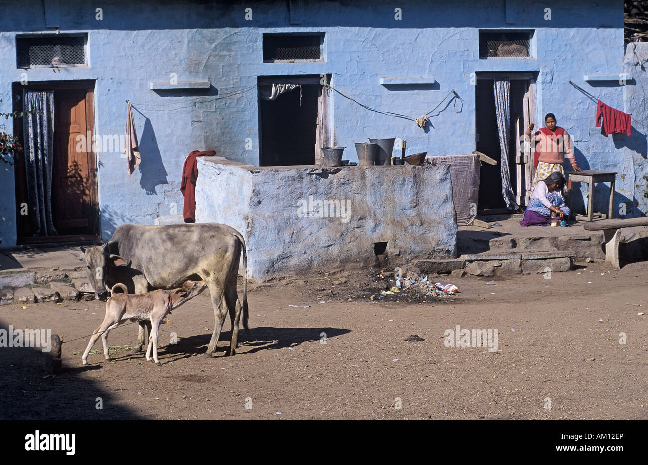 Streetscene, calf drinking milk from his mother, Gwalior, Madhya Pradesh, India, Southasia, Asia Stock Photo