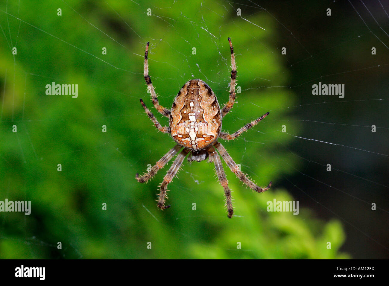 Cross spider - spiderweb - cross orbweaver - european garden spider (Araneus diadematus) Stock Photo