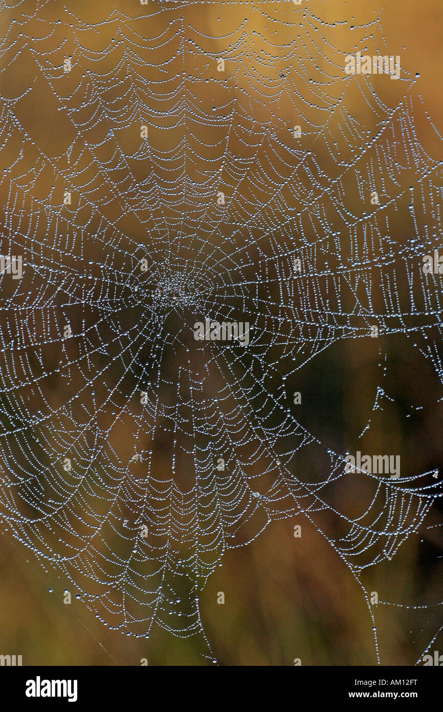 Spiderweb with dewdrops - cross orbweaver - cross spider - european garden spider (Araneus diadematus) Stock Photo