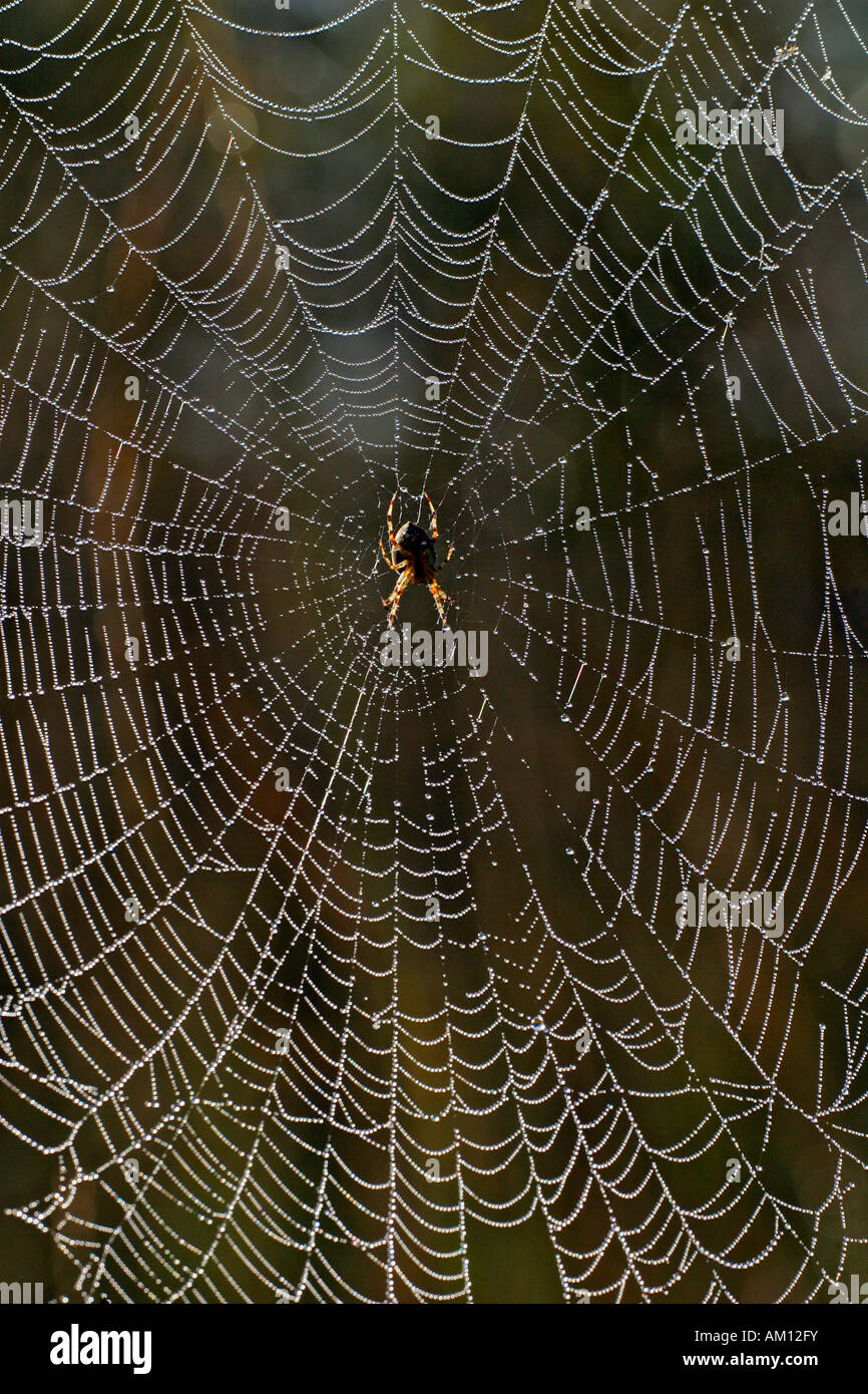 Cross spider - spiderweb with dewdrops - cross orbweaver - european garden spider (Araneus diadematus) Stock Photo