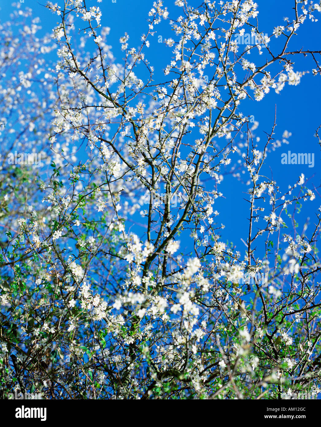 May Blossom Stock Photo Alamy