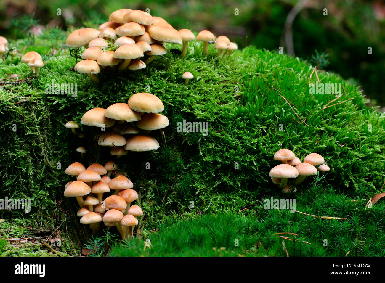 Sulphur tuft - sulfur tuft - mushrooms on a stub covered with moss - toadstool (Hypholoma fasciculare) Stock Photo