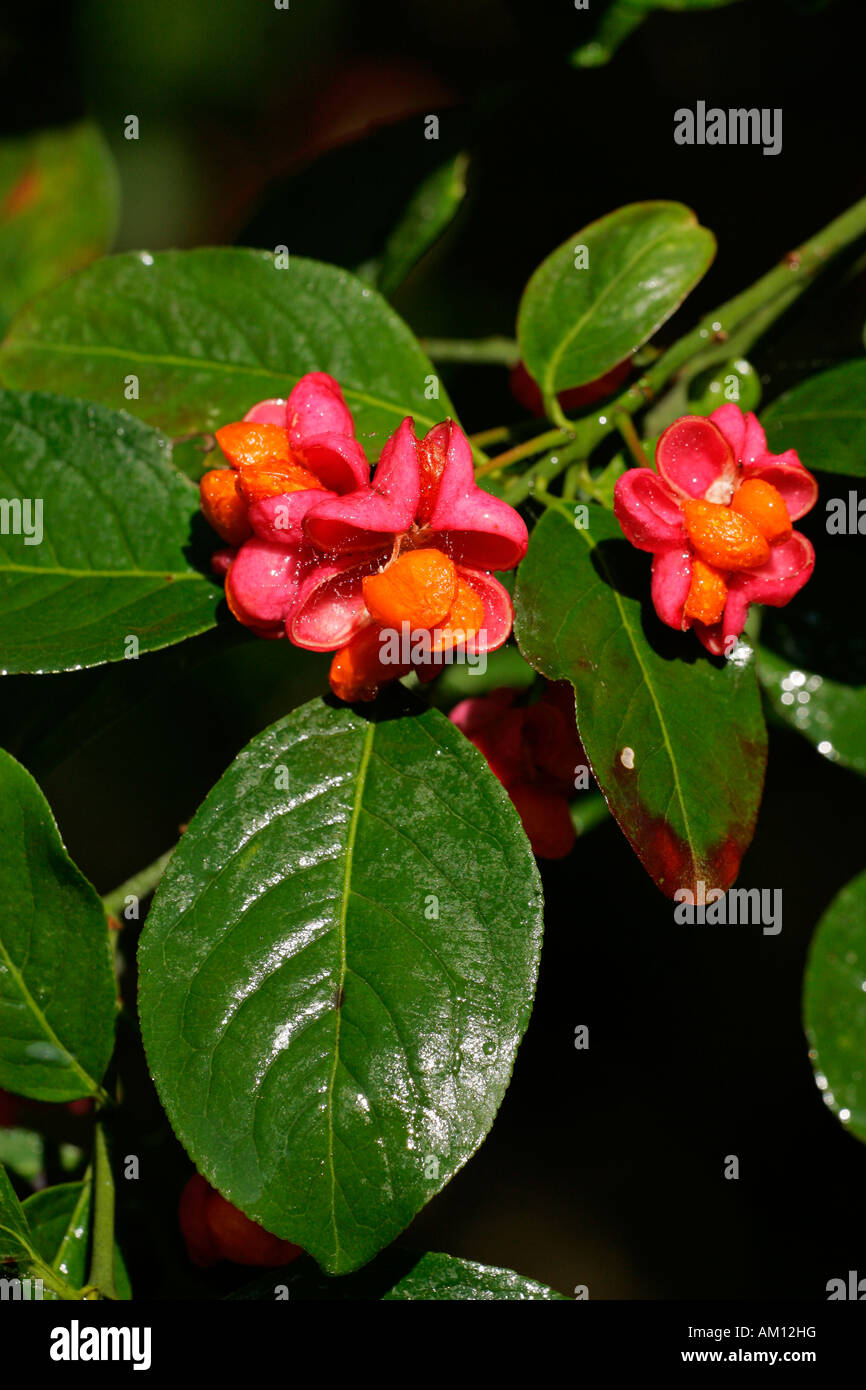 Common spindle - fruits (Euonymus europaeus) Stock Photo