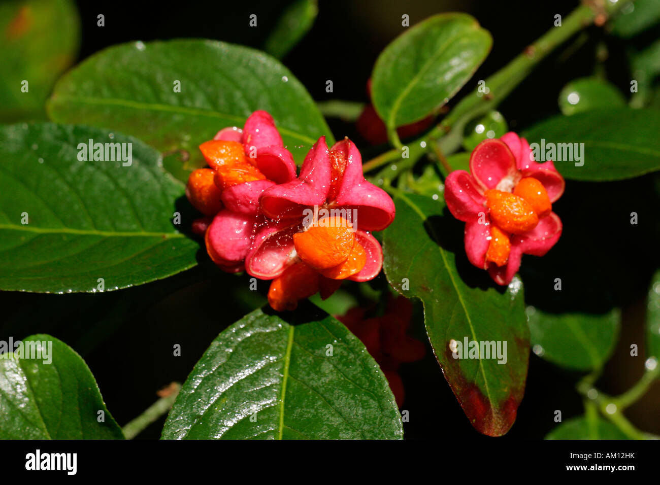 Common spindle - fruits (Euonymus europaeus) Stock Photo