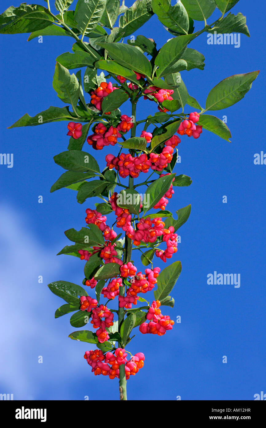 Common spindle - fruits (Euonymus europaeus) Stock Photo