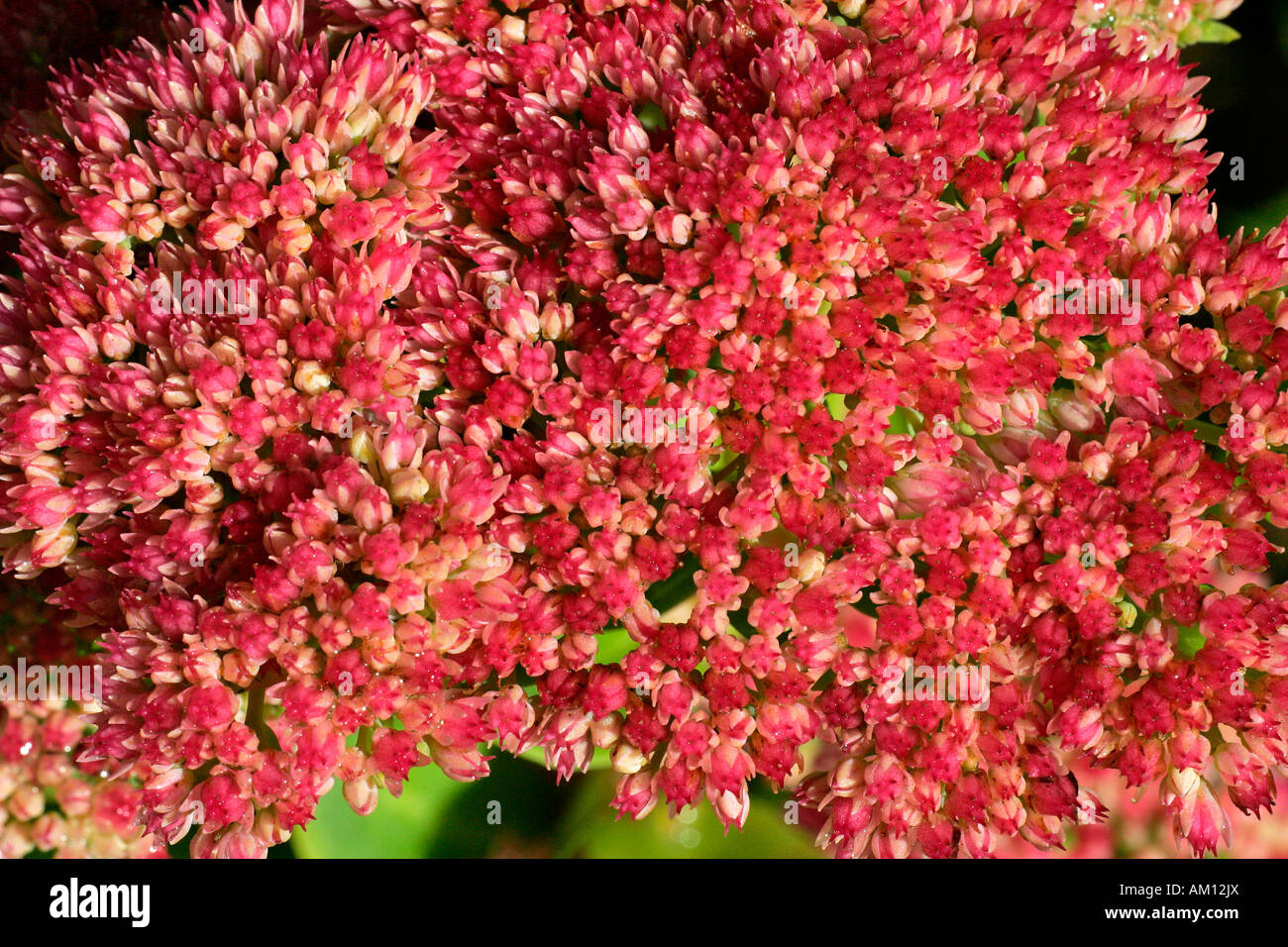 Flowering stonecrop - sedum live-forever - orpine - livelong (Sedum telephium cultivar Autumn Joy) Stock Photo