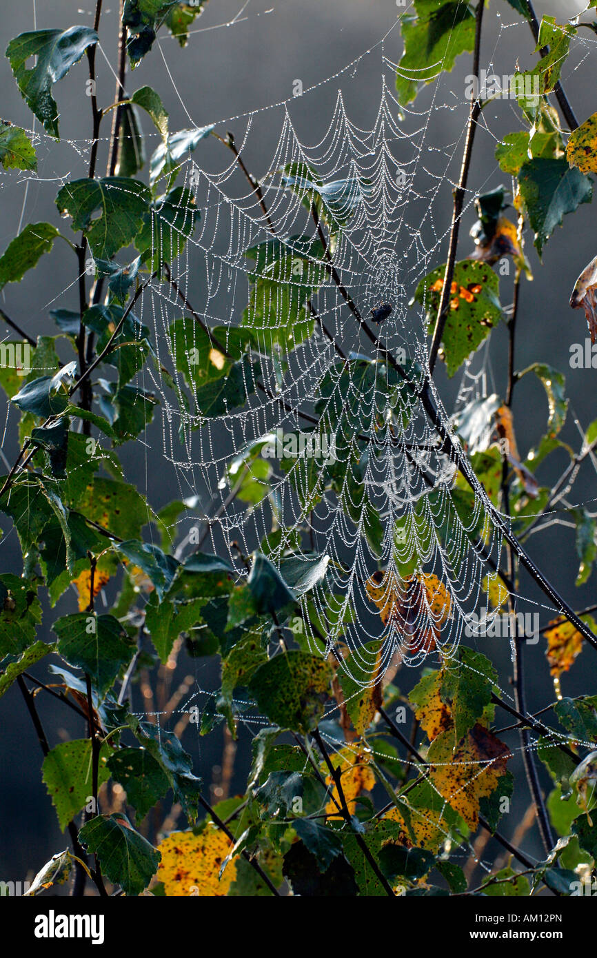 Cross spider - spiderweb with dewdrops - cross orbweaver - european garden spider (Araneus diadematus) Stock Photo