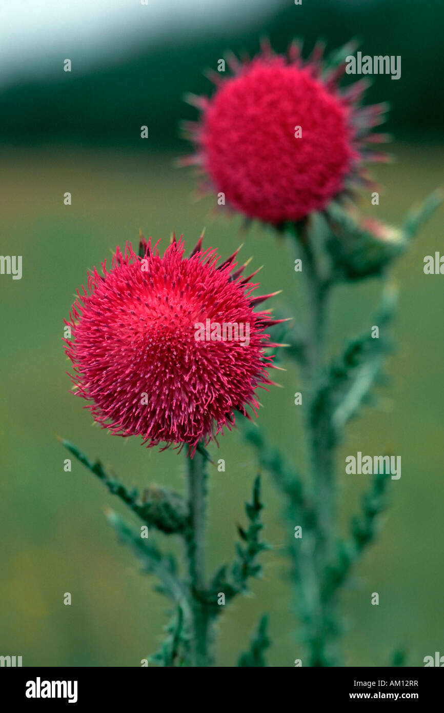 Flowering musk thistle (Carduus nutans Stock Photo Alamy