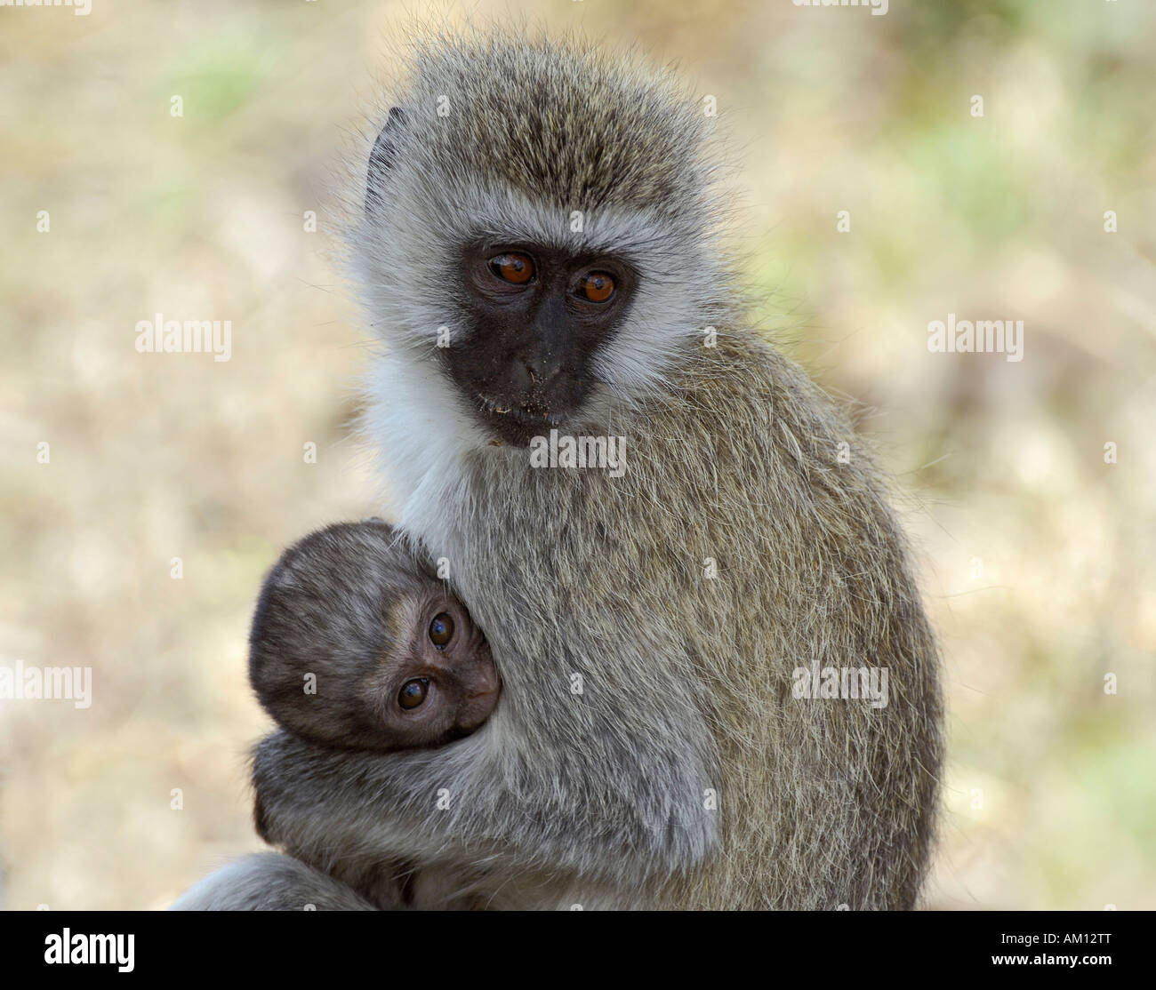 Grivet (Chlorocebus aethiops), female with young animal on the arm, Serengeti, Tanzania Stock Photo