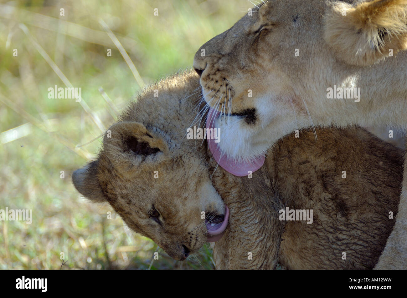 Lion (Panthera leo), lioness with cub, Masai Mara, Kenya Stock Photo