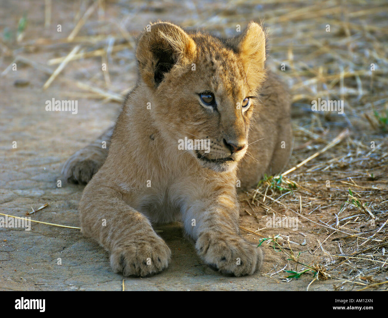 Lion (Panthera leo), cub, Masai Mara, Kenya Stock Photo