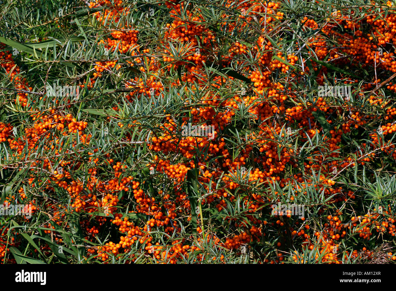 Sea buckthorn - bush with berries - sallow thorn - medicinal plant (Hippophae rhamnoides) Stock Photo