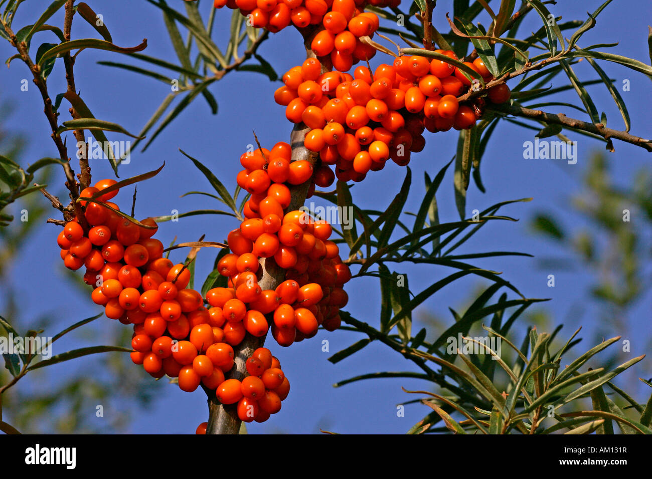 Sea buckthorn - bush with berries - sallow thorn - medicinal plant (Hippophae rhamnoides) Stock Photo