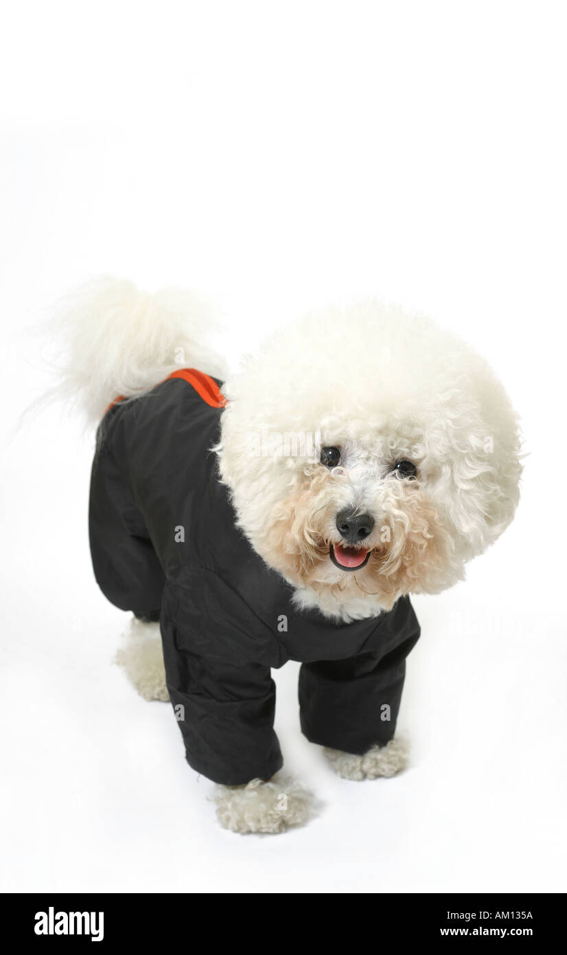 Raincoat standing tounge out looking at camera blue rain coat going Stock Photo