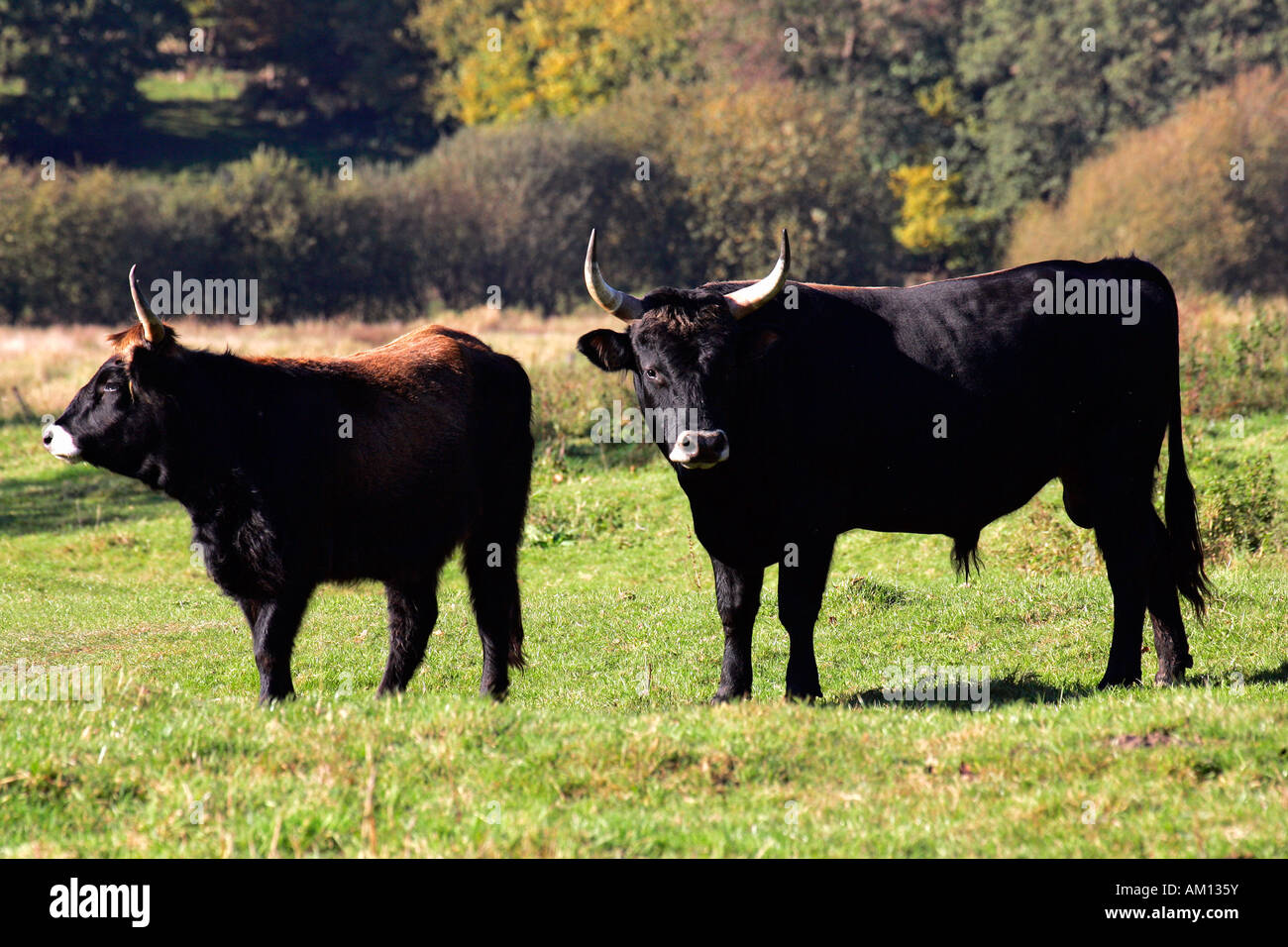 Heck cattle - heck cattles - bull and cow - aurochs - pair (Bos primigenius f. taurus) Stock Photo