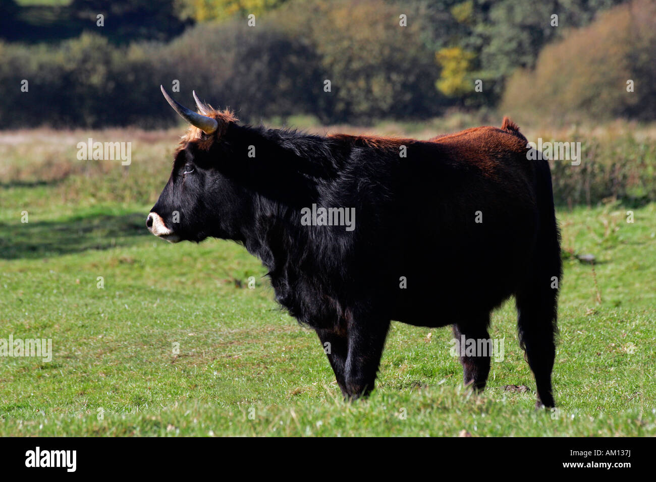 Heck cattle - heck cattles - grazing cow (Bos primigenius f. taurus) Stock Photo