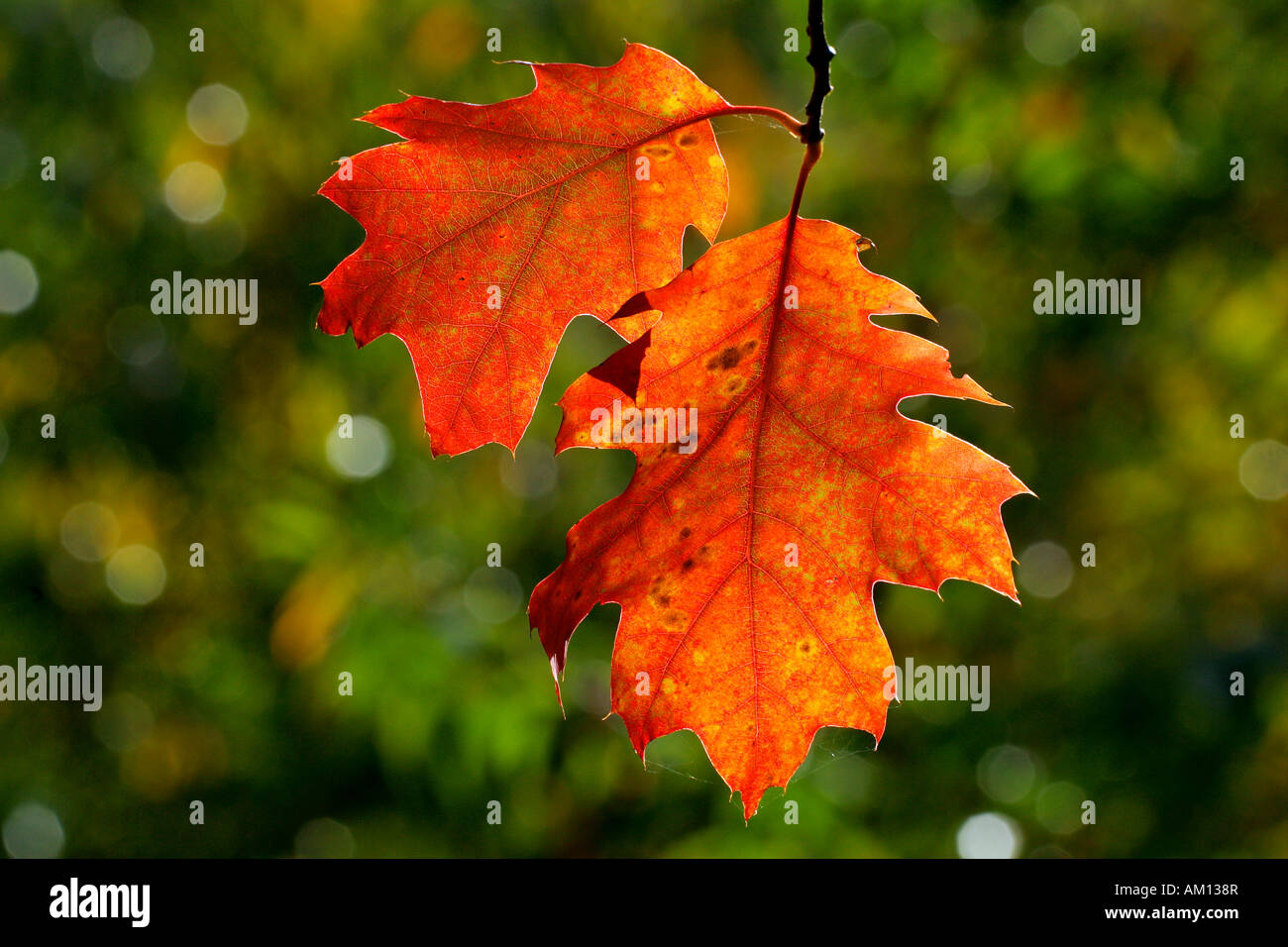 American red oak - leaves in autumn colours - colourful foliage (Quercus rubra) Stock Photo