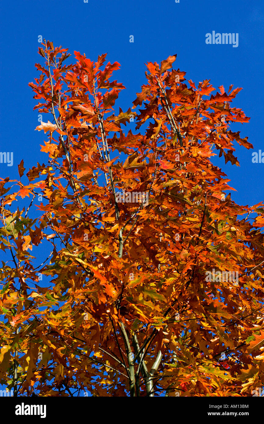 American red oak - leaves in autumn colours - colourful foliage (Quercus rubra) Stock Photo
