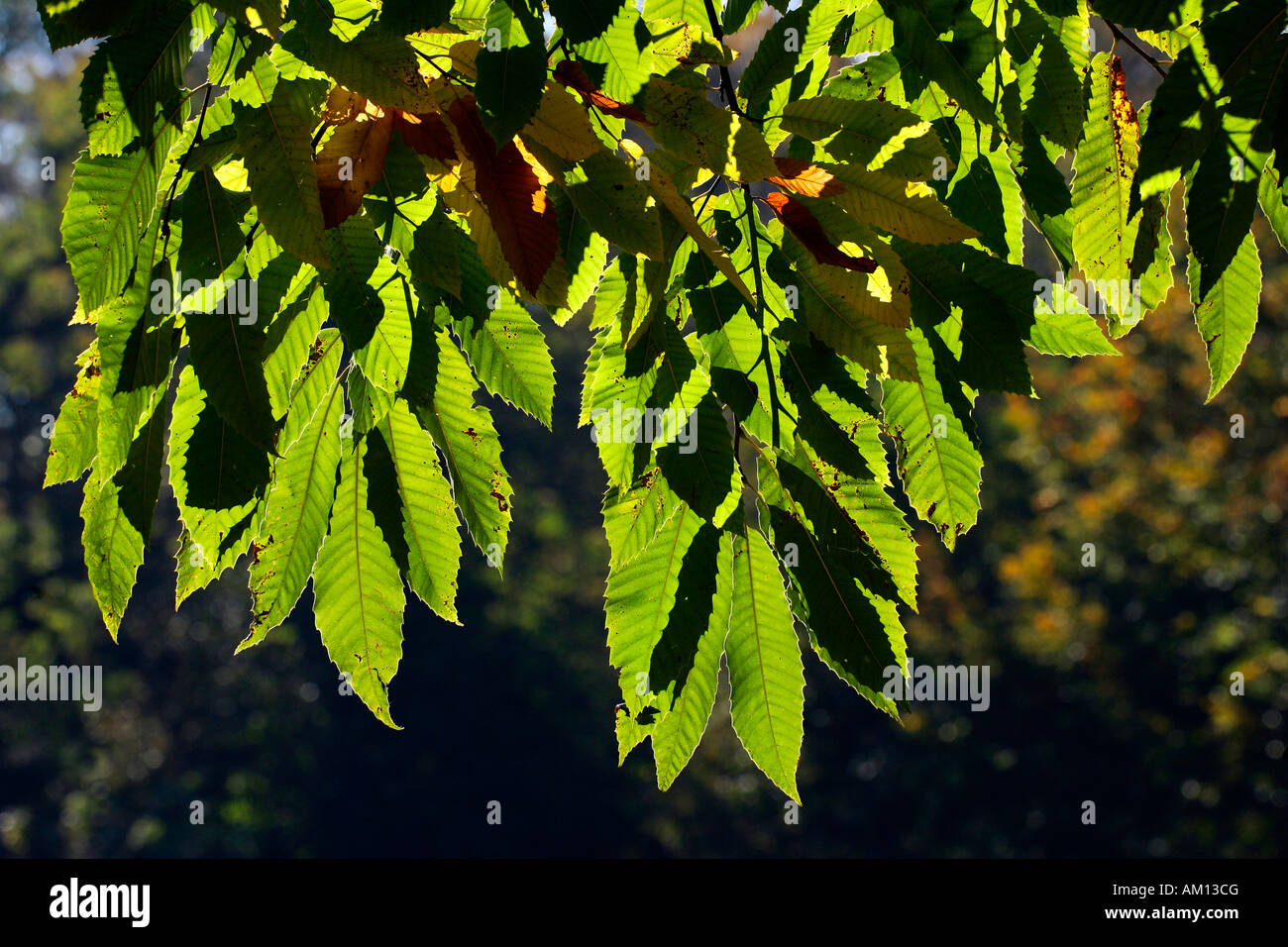 Spanish chestnut - sweet chestnut - leaves in autumn colours - colourful foliage (Castanea sativa) Stock Photo