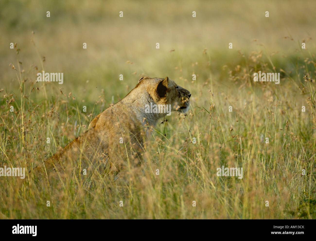 Lion (Panthera leo), hunting lioness getting the scent of her prey, Western Corridor, Serengeti, Tanzania Stock Photo