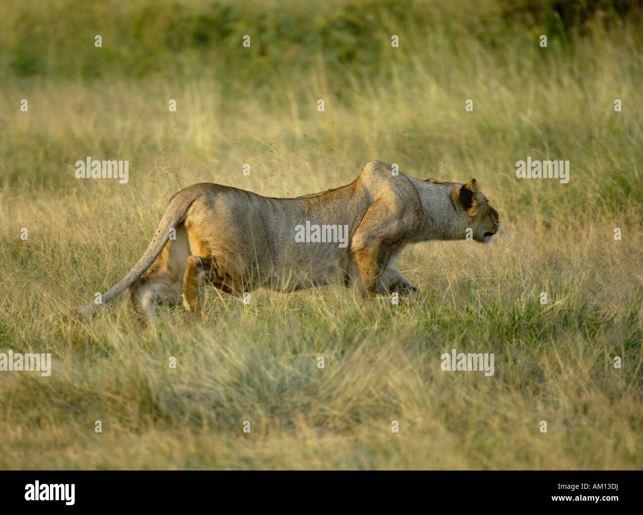 Lion (Panthera leo), hunting lioness creeping at pray, Western Corridor, Serengeti, Tanzania Stock Photo