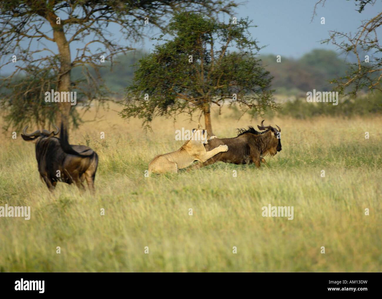 Lion (Panthera leo), hunting lioness digging her claws into gnu, Western Corridor, Serengeti, Tanzania Stock Photo
