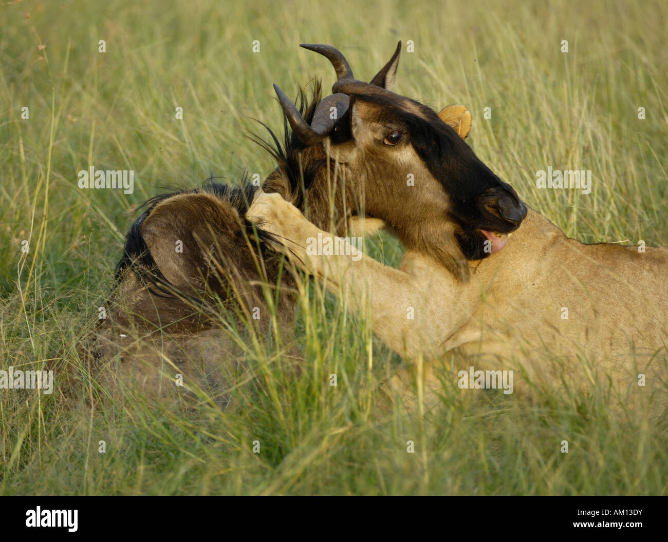 Lion (Panthera leo), hunting lioness biting into the throat of a gnu, Western Corridor, Serengeti, Tanzania Stock Photo