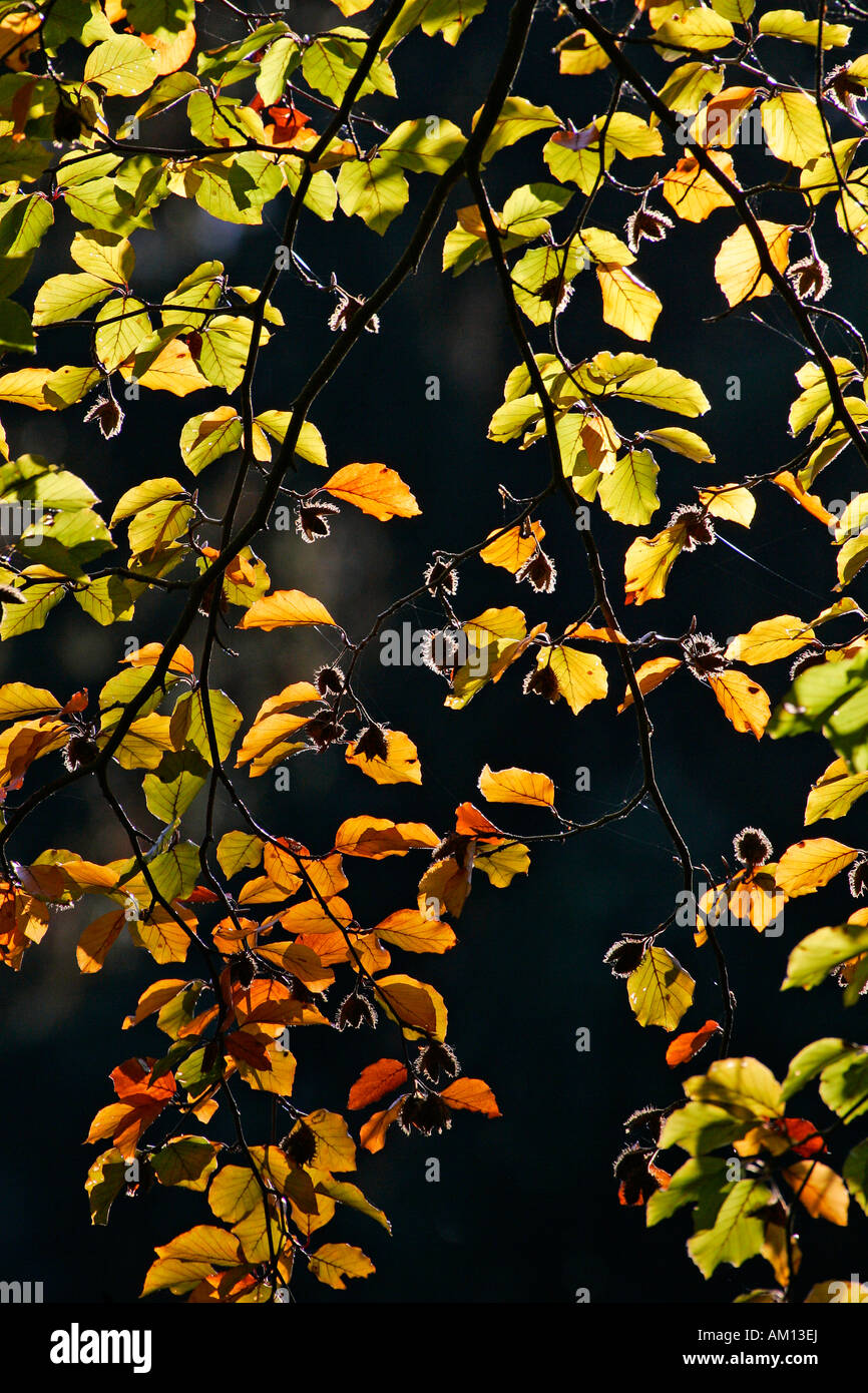 Common beech - european beech - leaves in autumn colours - colourful foliage (Fagus sylvatica) Stock Photo