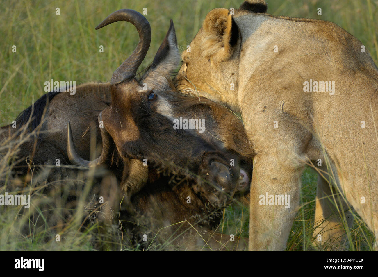 Lion (Panthera leo), hunting lioness killing gnu by biting into throat, Western Corridor, Serengeti, Tanzania Stock Photo