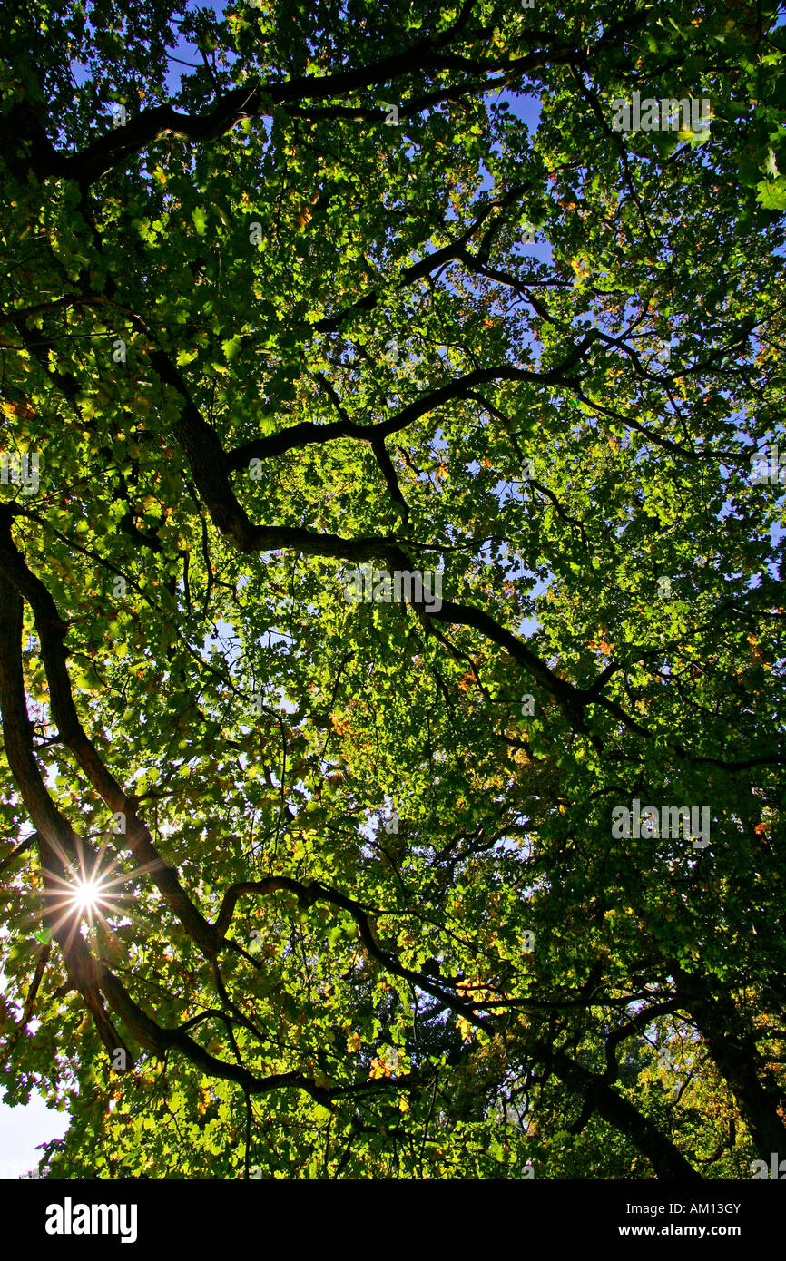 Old english oak - pedunculate oak - leaves in autumn colours - colourful foliage Stock Photo