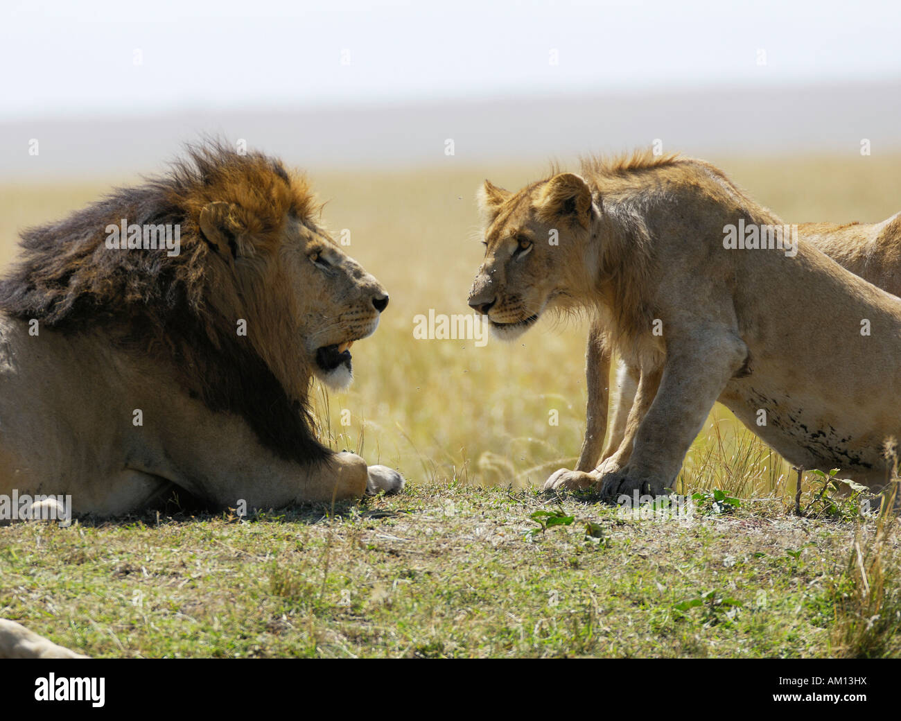 Lion (Panthera leo), young lion obsequiously greeting the pride leader, Masia Mara, Kenya Stock Photo