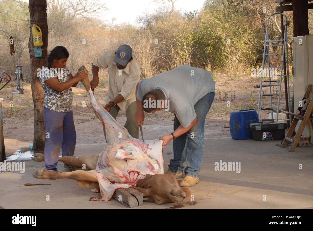 Traditional slaughtering of cattle in Paraguay Stock Photo