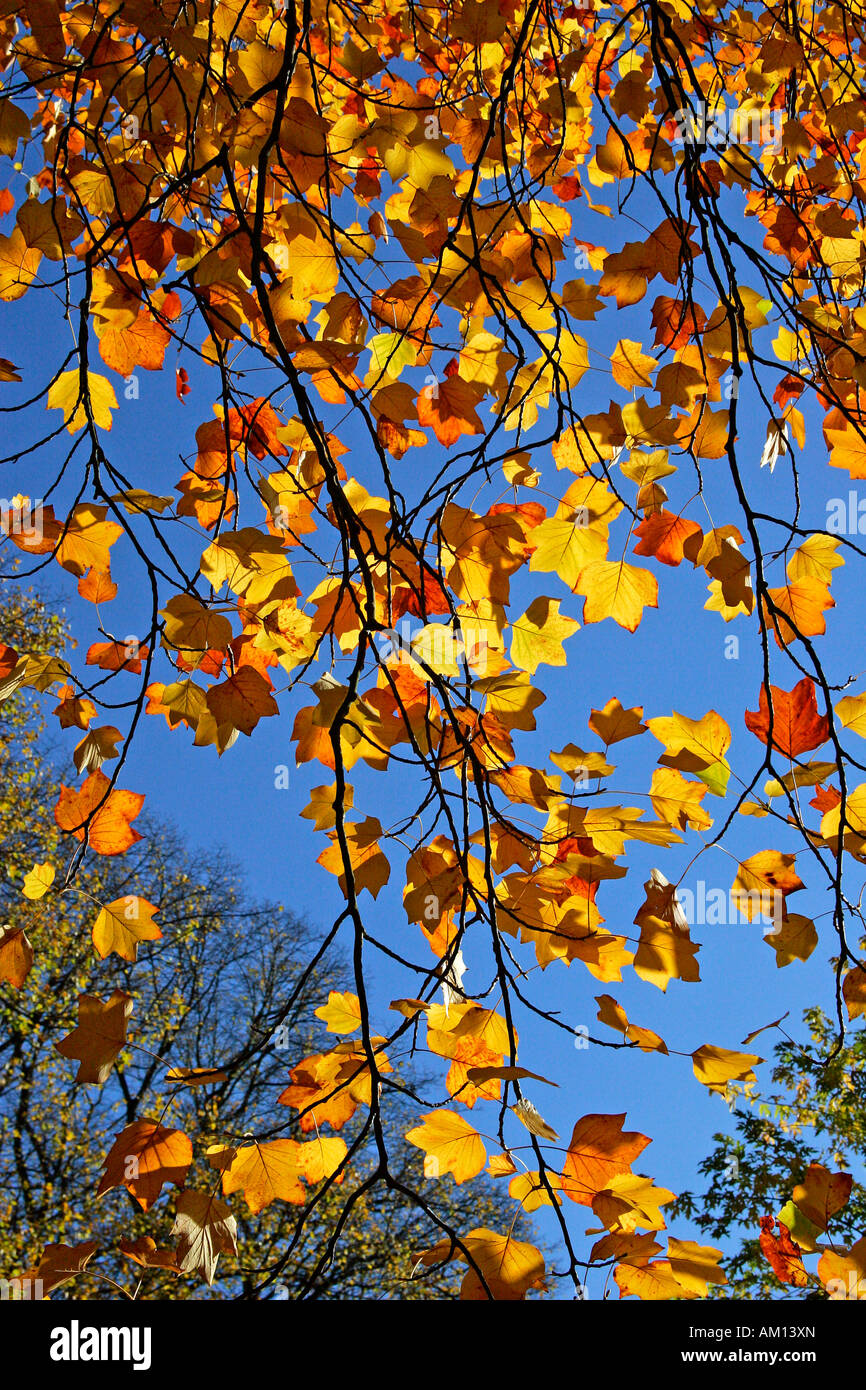 Tulip tree - leaves in autumn colours - colourful foliage (Liriodendron ...
