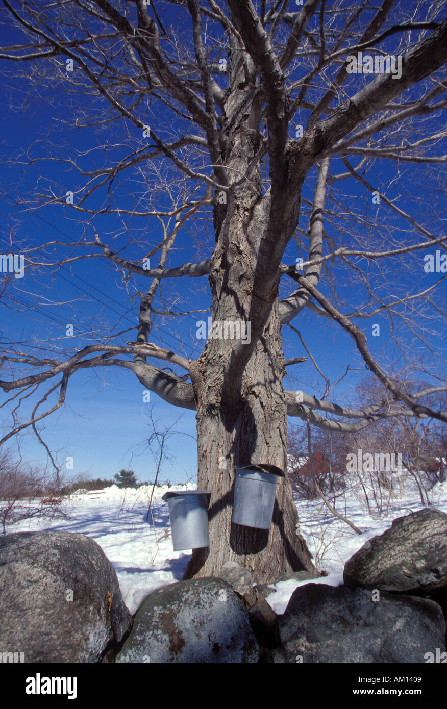 Maple syrup sap sugaring tree bucket tap maple hi-res stock photography ...